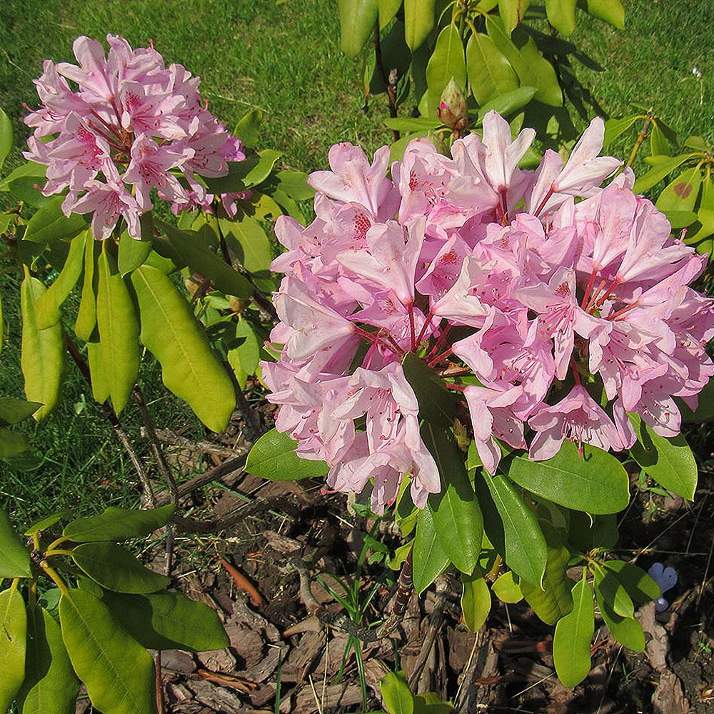 Rododendron 'Scintillation' - Image 2