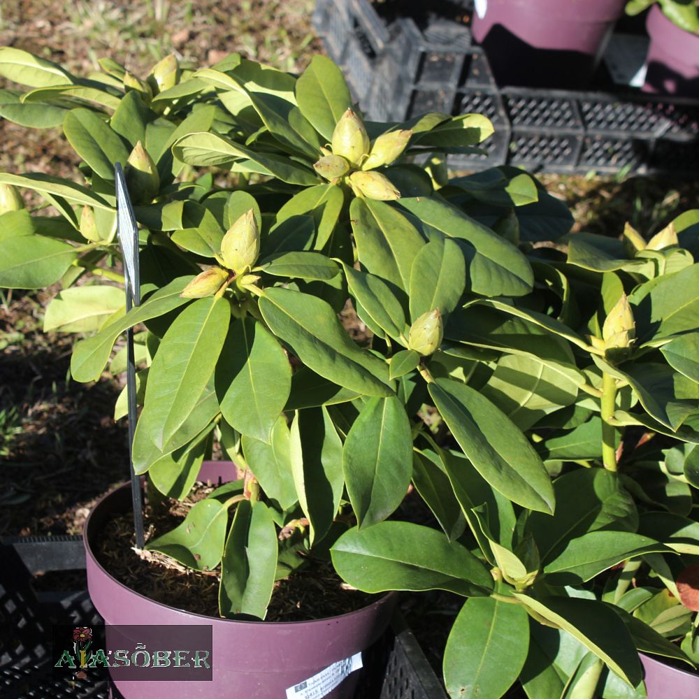 Rododendron 'Scintillation' - Image 3