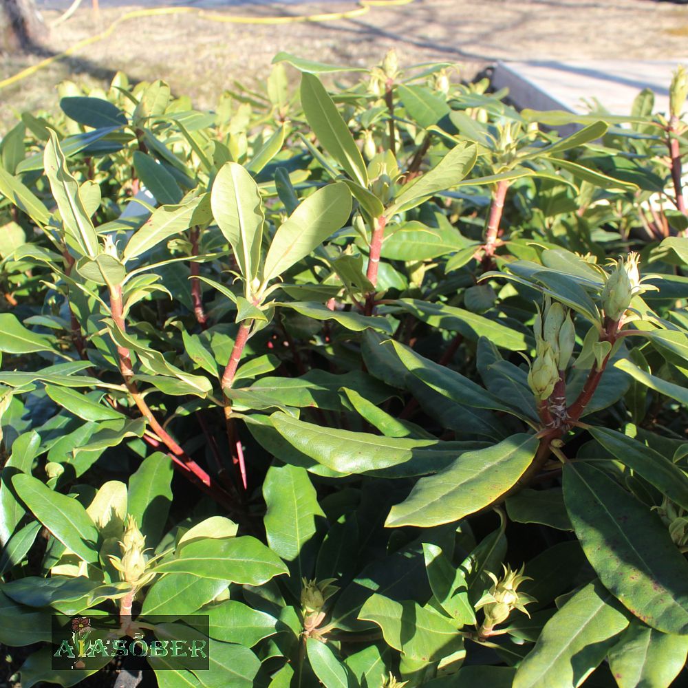 Rododendron 'Tortoiseshell Orange' - Image 4