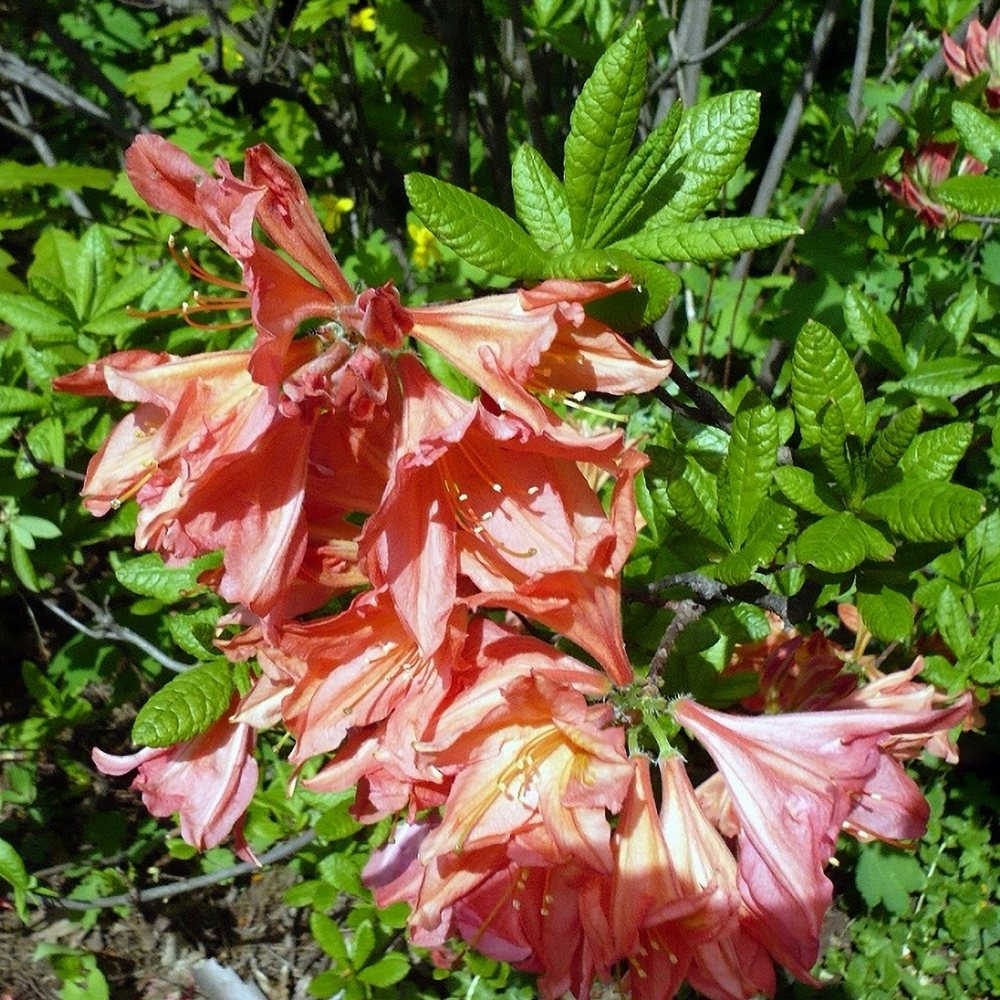 Rododendron 'Tortoiseshell Orange'