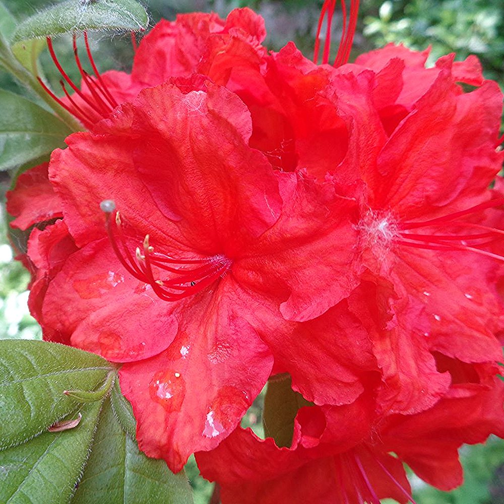 Rododendron 'Vulcan's Flame' - Image 2
