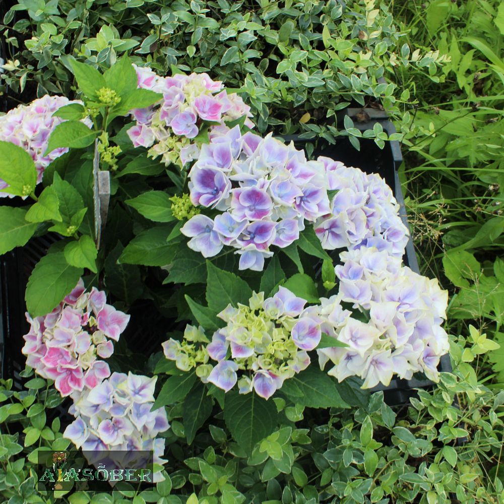Suurelehine hortensia 'Candy Heart' - Image 2