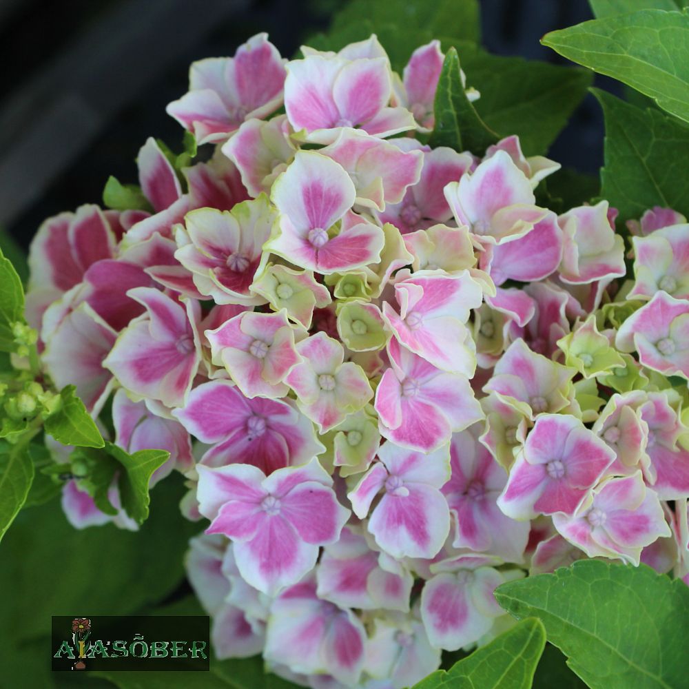 Suurelehine hortensia 'Candy Heart' - Image 4