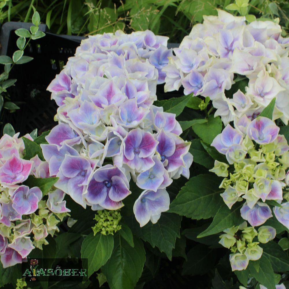 Suurelehine hortensia 'Candy Heart'