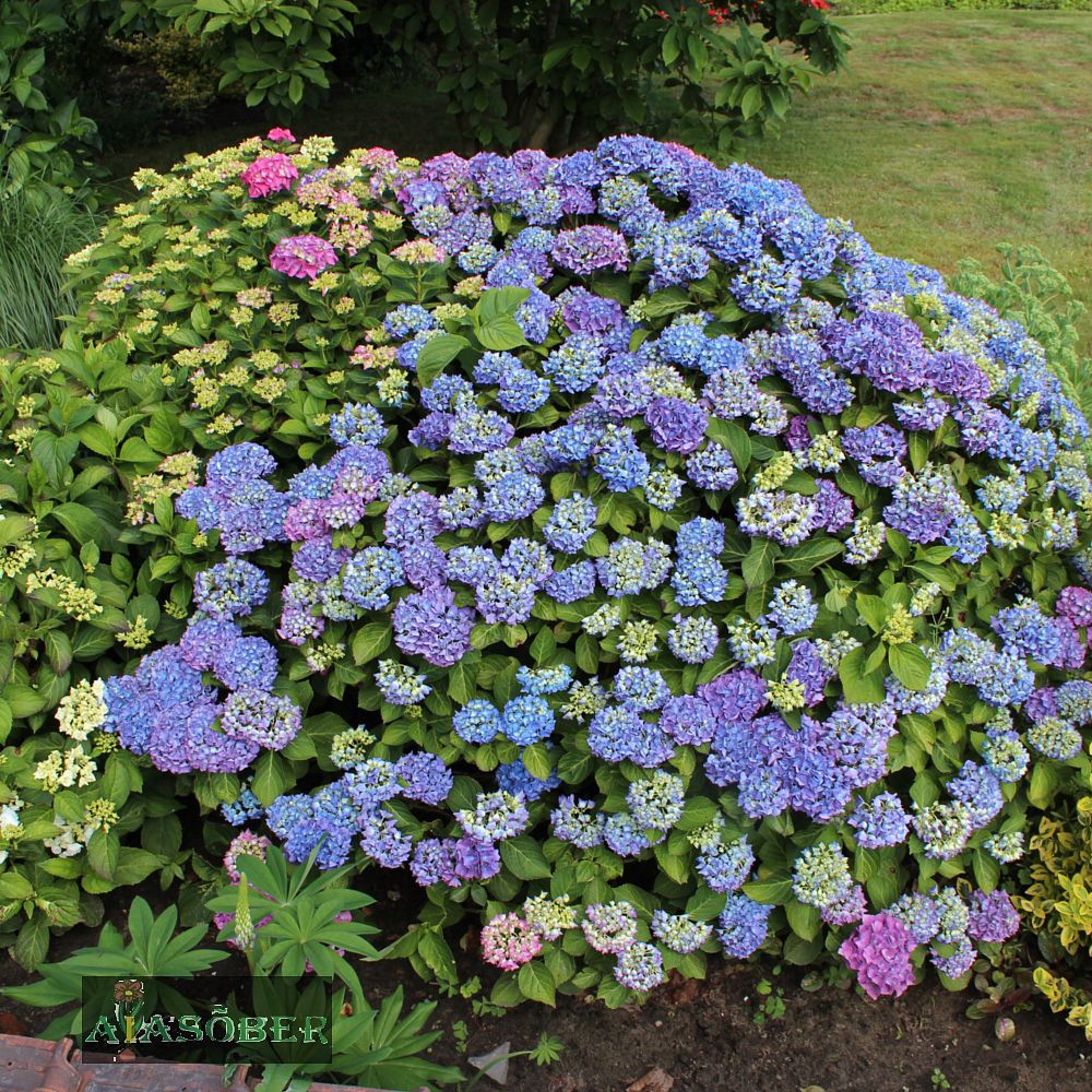 Suurelehine hortensia 'Early Blue' - Image 3