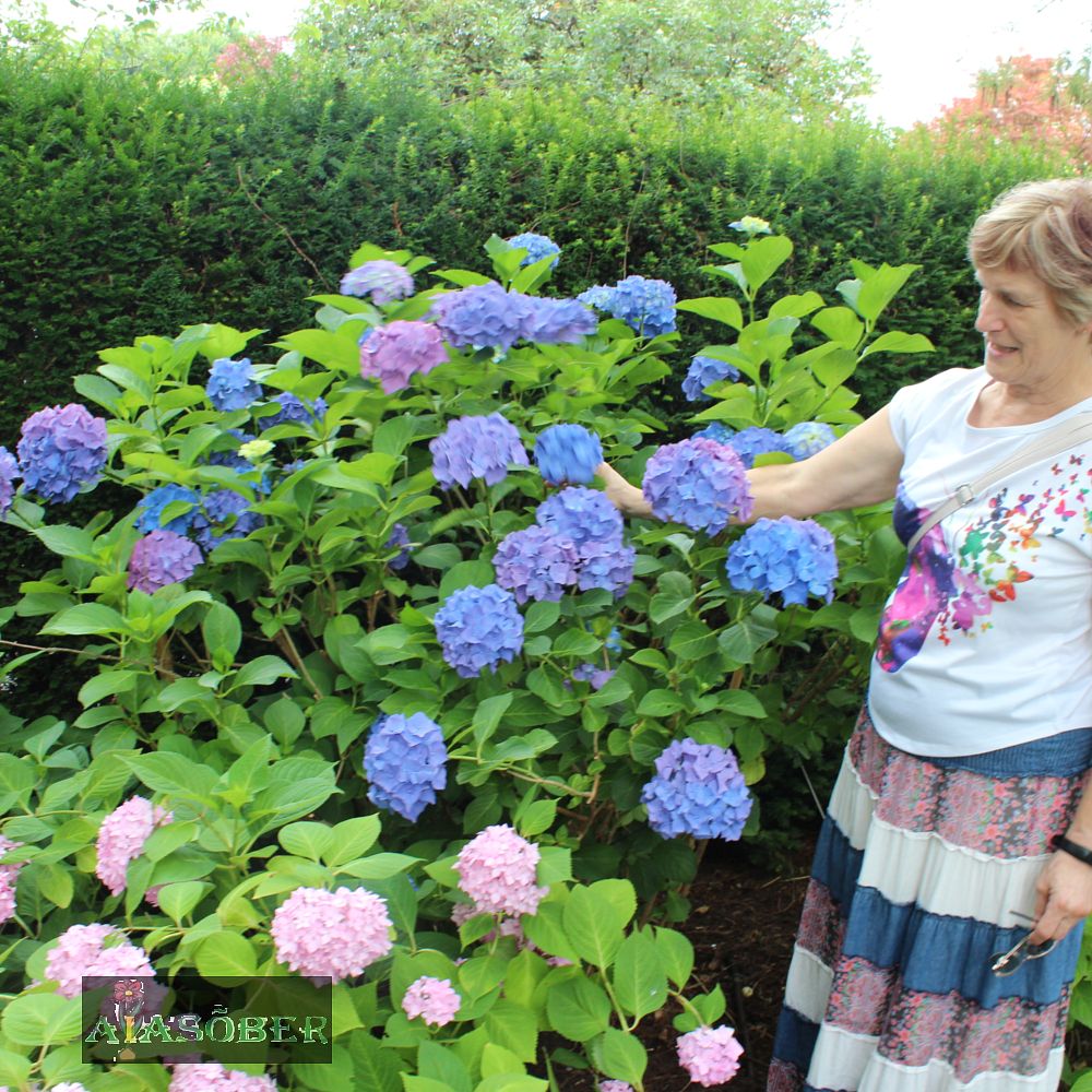 Suurelehine hortensia 'Early Blue' - Image 4