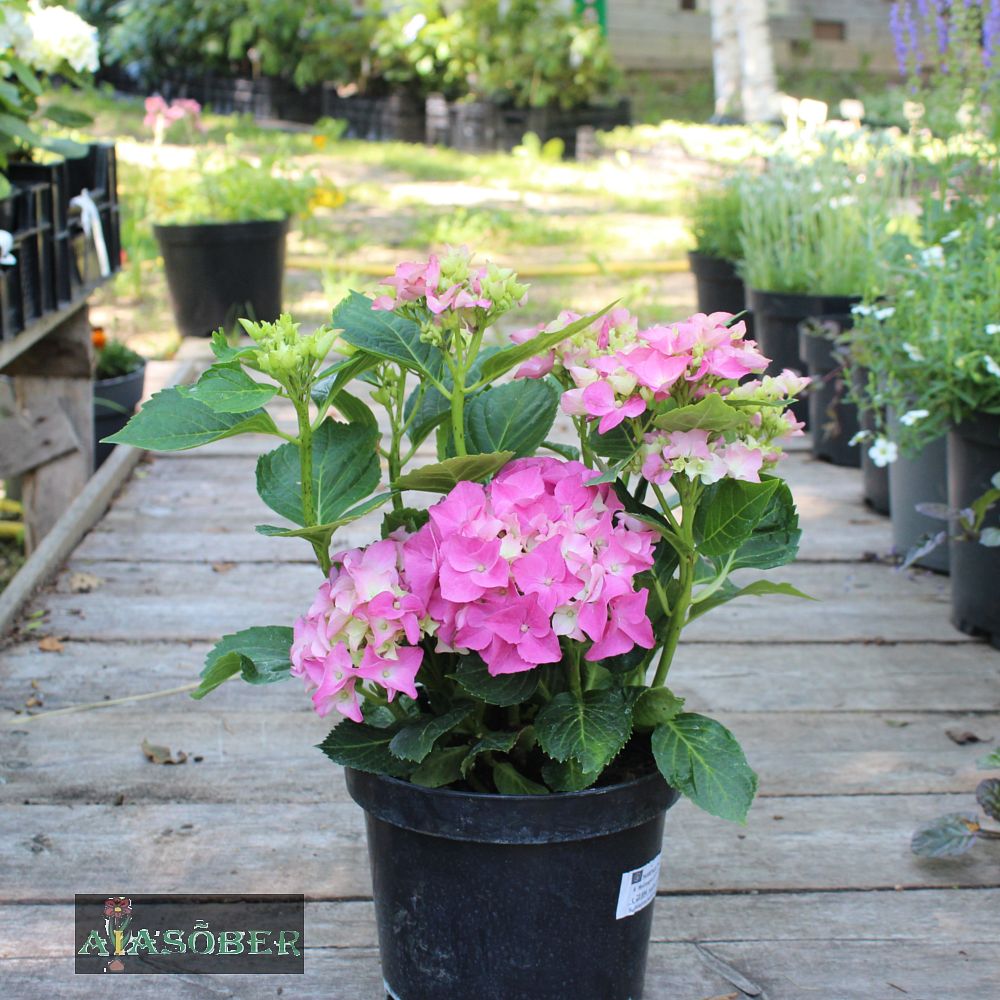 Suurelehine hortensia 'Early Pink' - Image 3