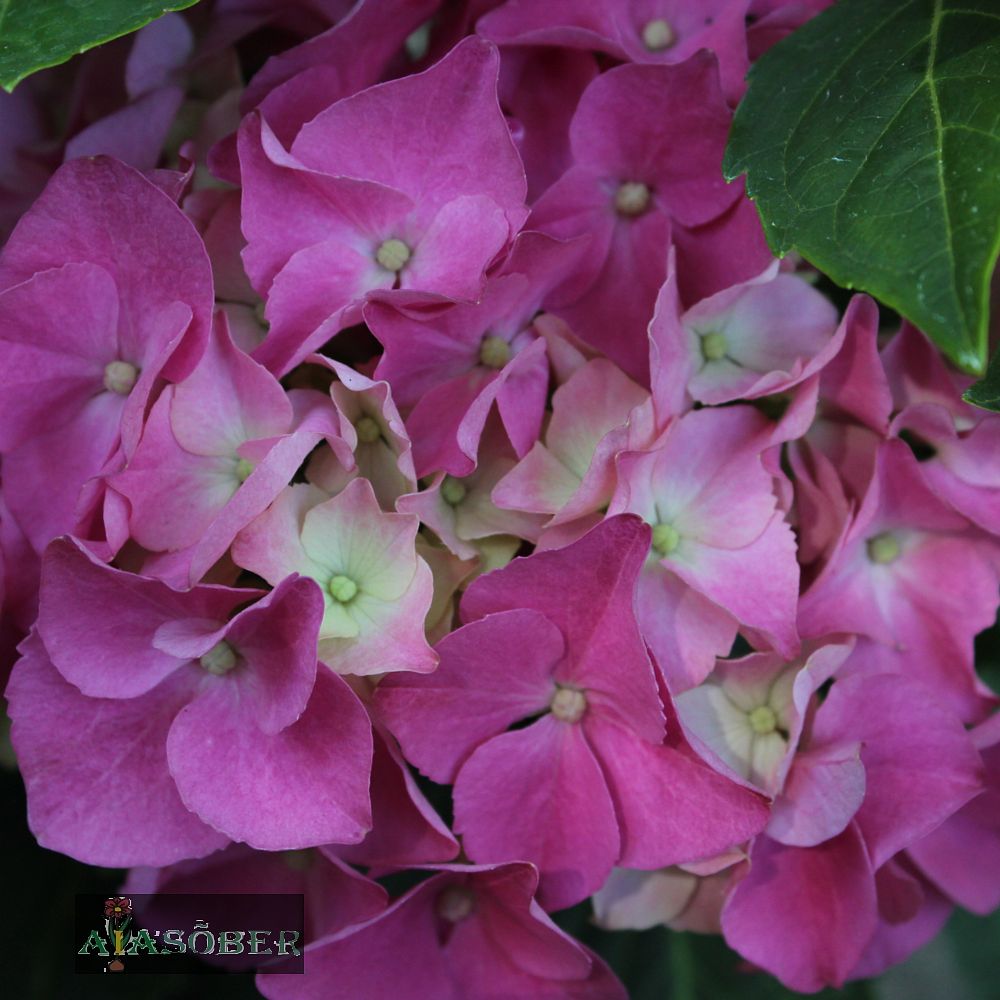 Suurelehine hortensia 'Early Pink' - Image 4