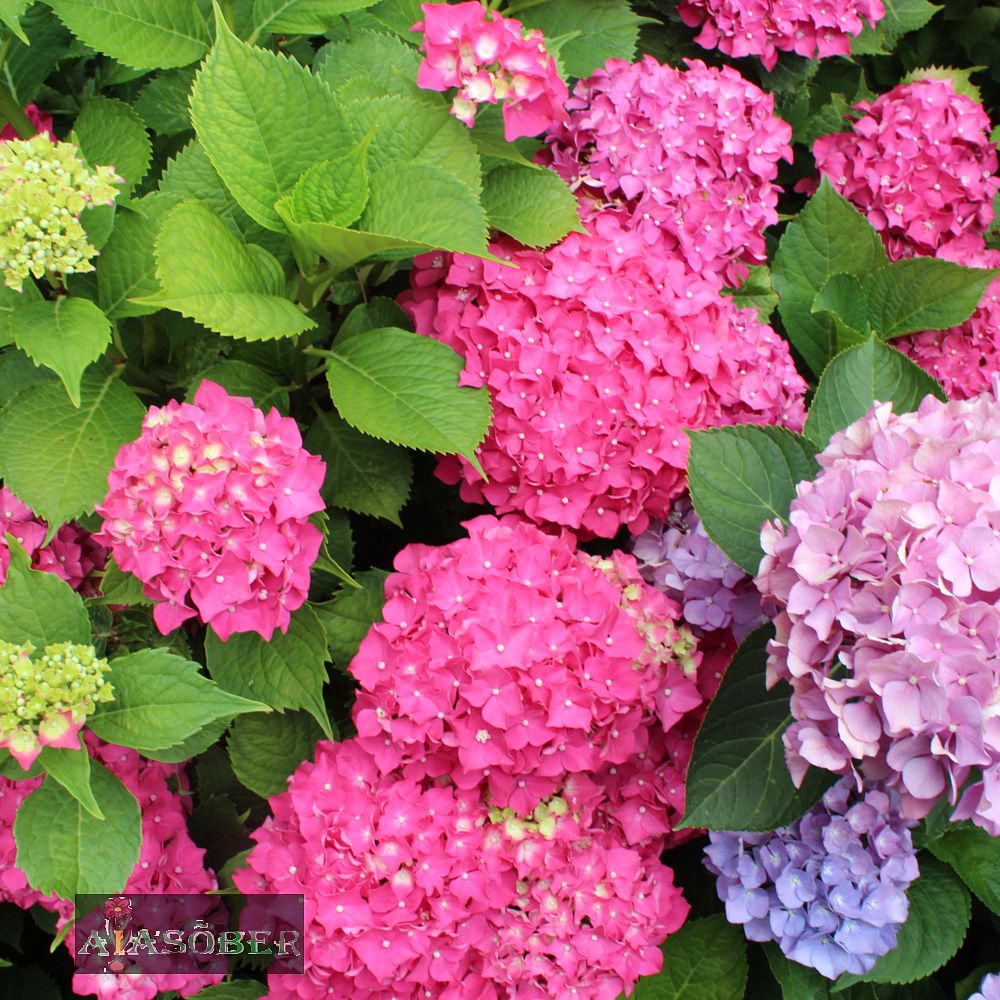 Suurelehine hortensia 'Hot Red' - Image 2
