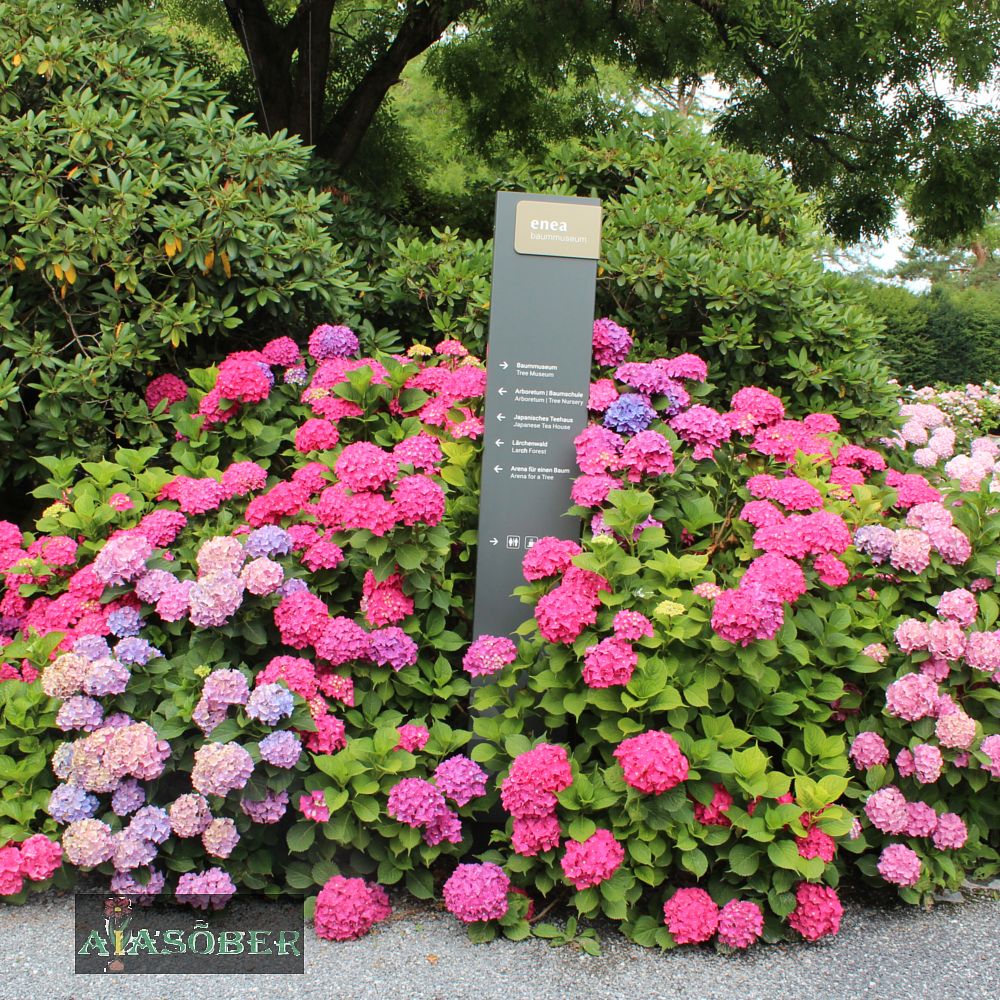Suurelehine hortensia 'Hot Red' - Image 3