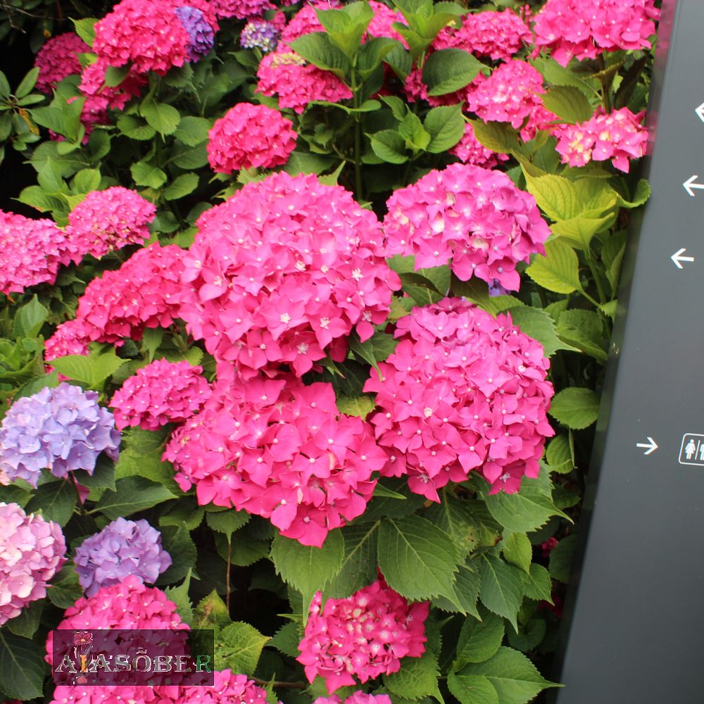 Suurelehine hortensia 'Hot Red'