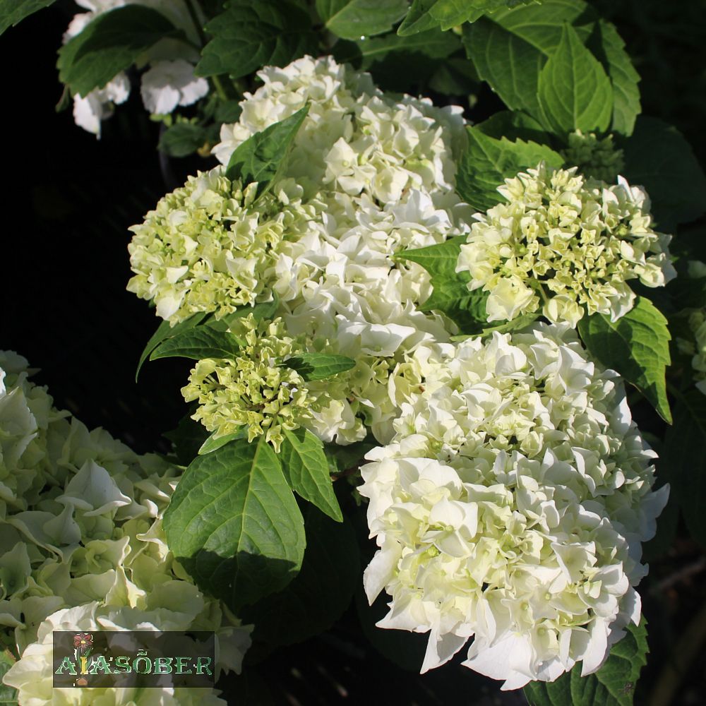 Suurelehine hortensia 'Wudu' - Image 2