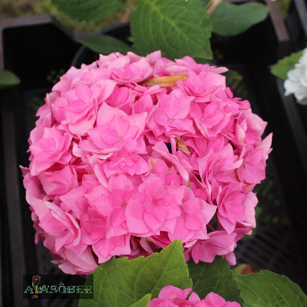 Suurelehine hortensia 'Royal Red' - Image 2