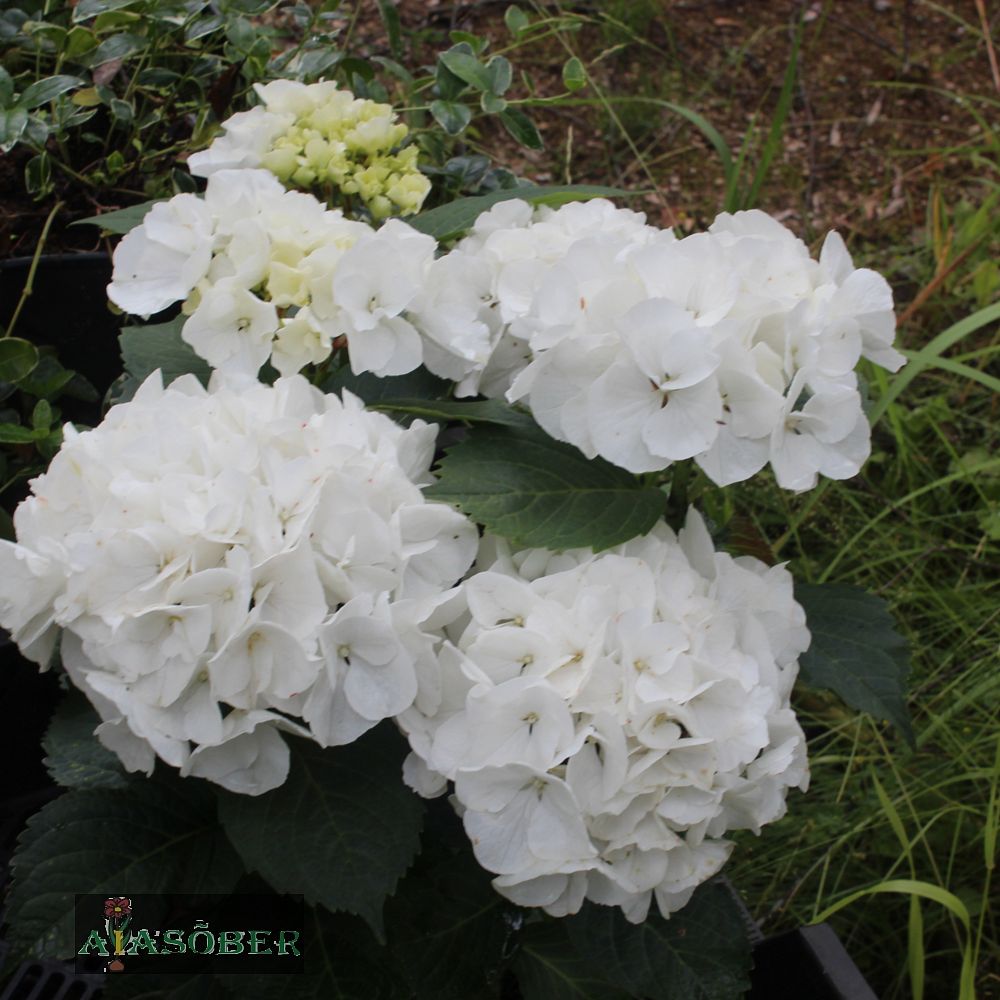 Suurelehine hortensia 'Bianco' - Image 2