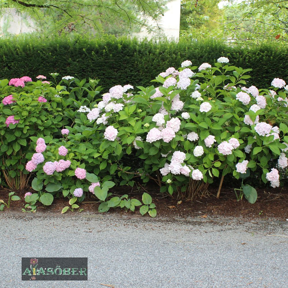 Suurelehine hortensia 'Bianco' - Image 4