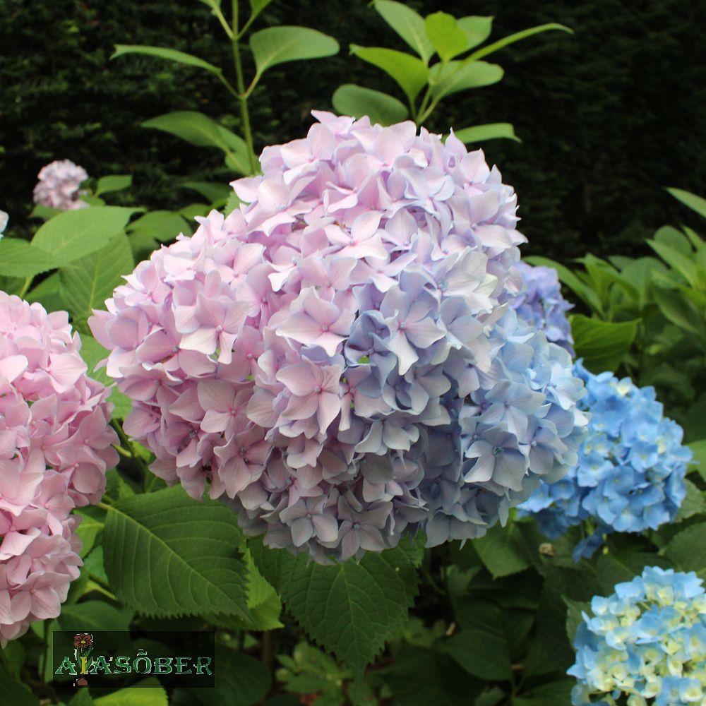 Suurelehine hortensia 'Montreal' - Image 2