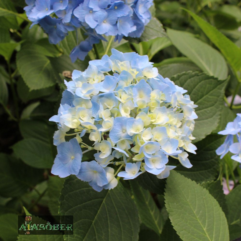 Suurelehine hortensia 'Montreal' - Image 3