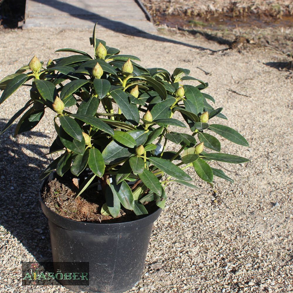 Rododendron 'Caroline Allbrook' - Image 2