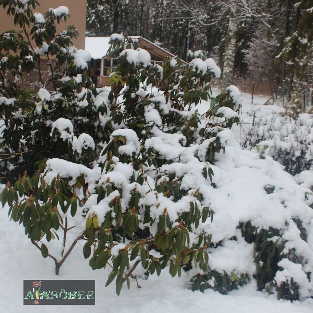 Rododendron 'Caroline Allbrook' - Image 4