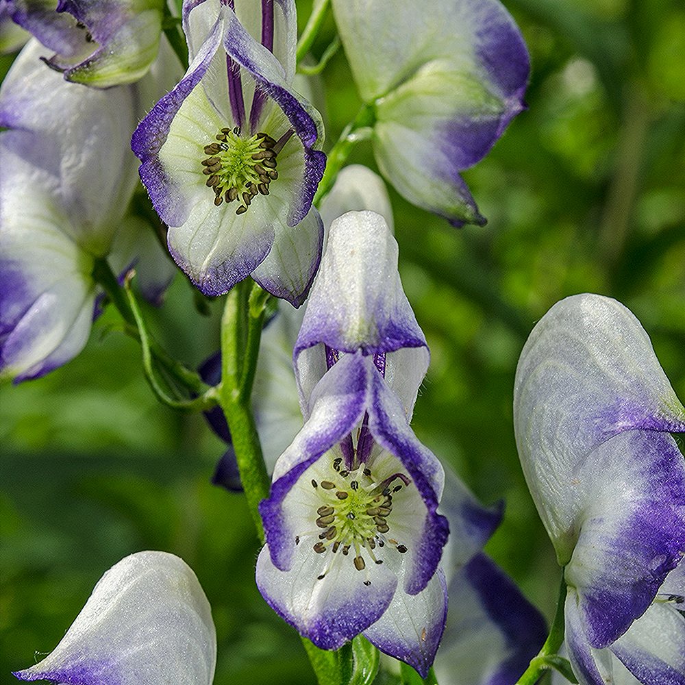 Stoerki käoking (värd-käoking) 'Bicolor' (6 tk) - Image 3