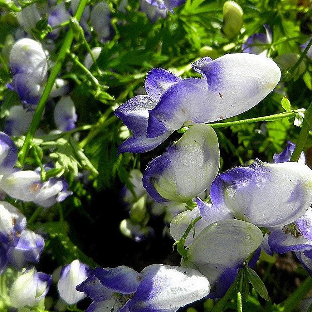 Stoerki käoking (värd-käoking) 'Bicolor' (6 tk) - Image 4