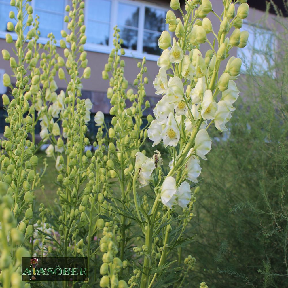 Sinine käoking 'Schneewittchen' (6 tk) - Image 2