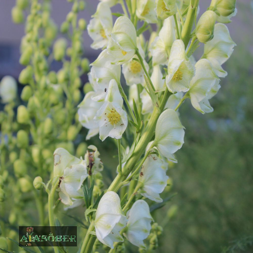 Sinine käoking 'Schneewittchen' (6 tk) - Image 3