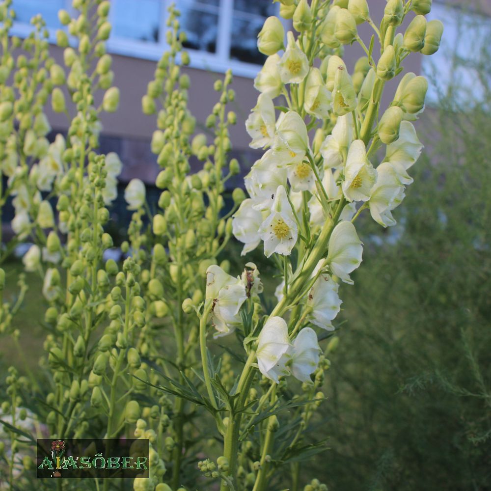 Sinine käoking 'Schneewittchen' (6 tk) - Image 4