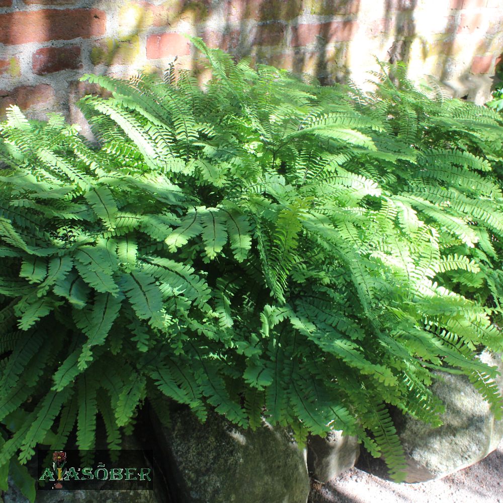 Varvas-adiantum 'Imbricatum' (6 tk) - Image 2