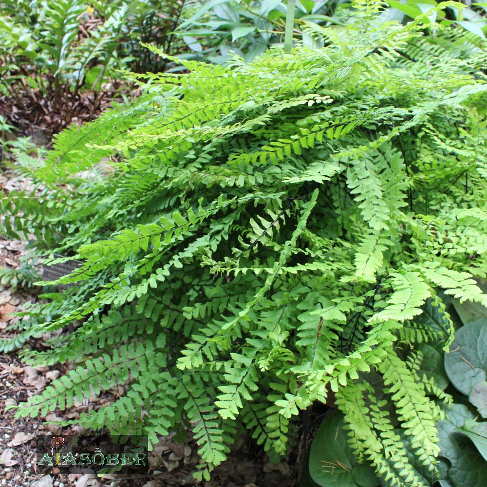 Varvas-adiantum 'Imbricatum' (6 tk) - Image 3