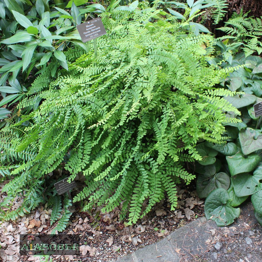 Varvas-adiantum 'Imbricatum' (6 tk) - Image 4