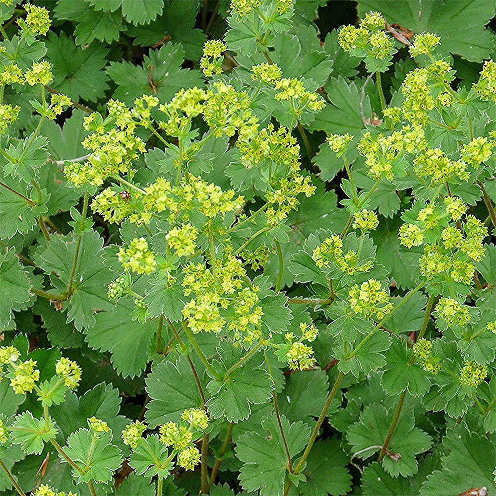 Punaraag-kortsleht (6 tk) - Image 2