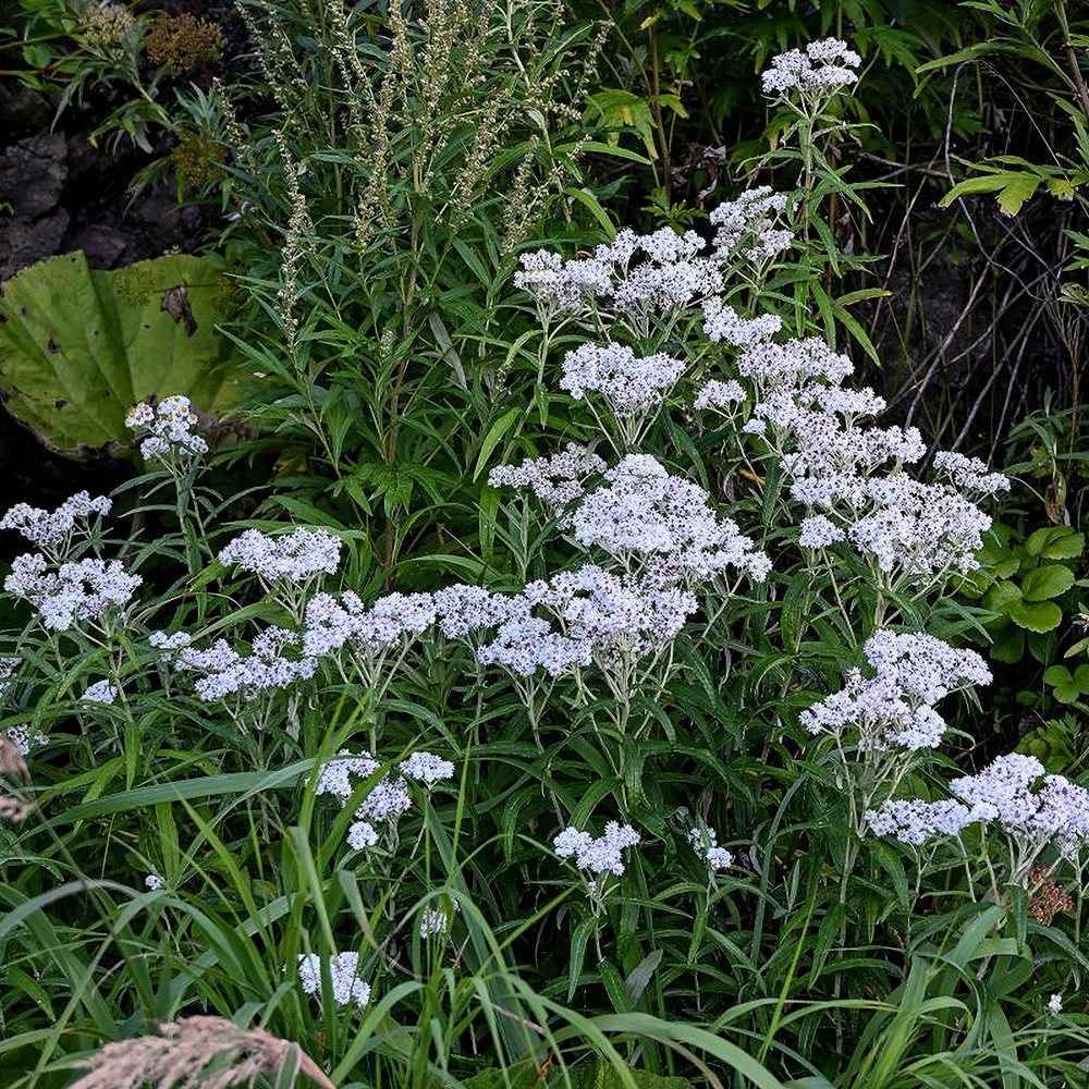 Pärl-hõbeleht (6 tk) - Image 4