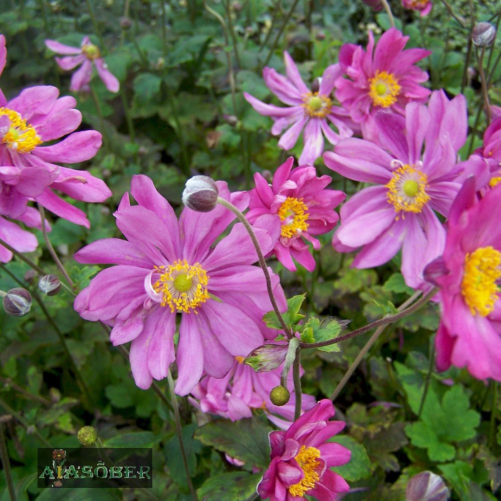 Hübriidülane 'Mont Rose' (6 tk) - Image 3