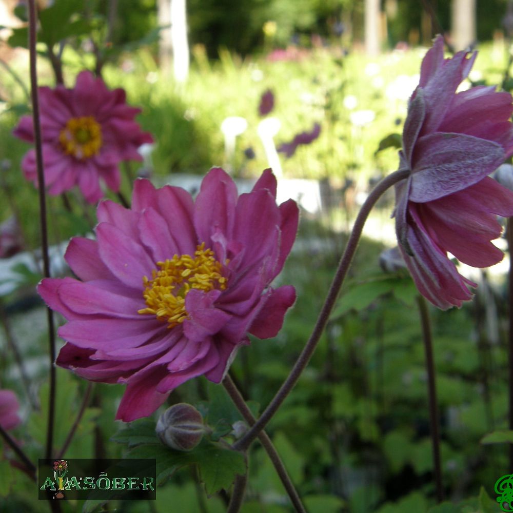 Hübriidülane 'Mont Rose' (6 tk) - Image 4