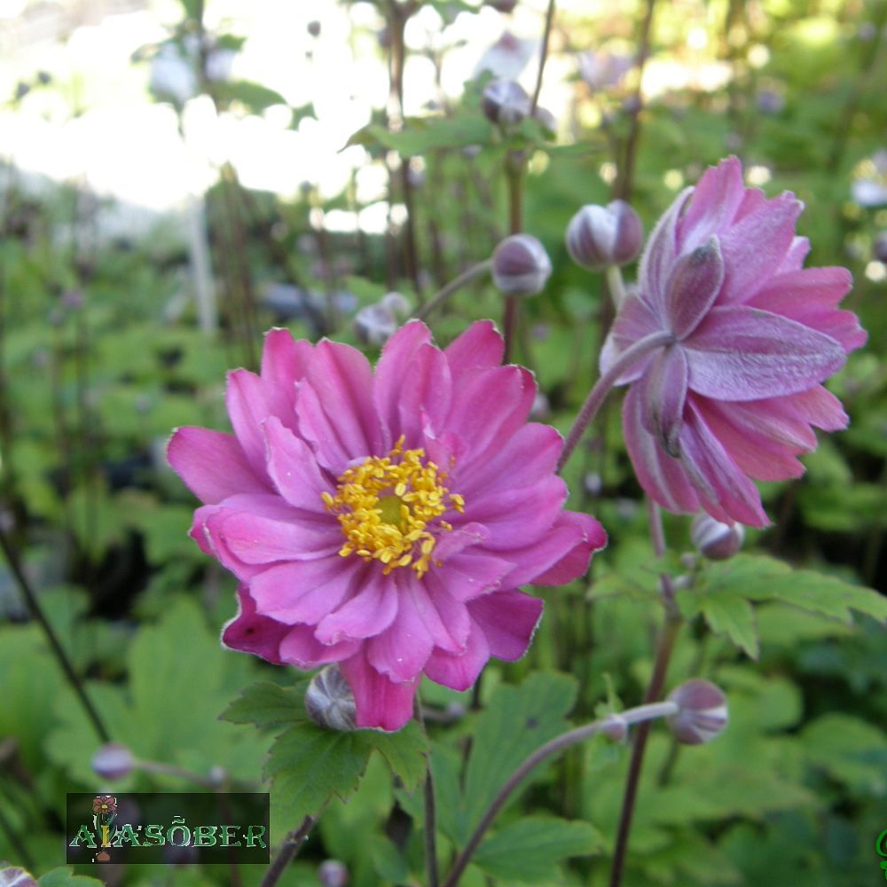 Hübriidülane 'Pamina' (6 tk) - Image 4