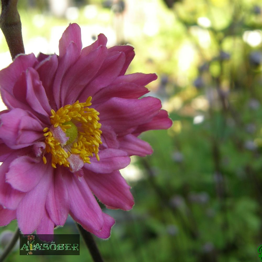 Aedülane 'Bressingham Glow' (6 tk) - Image 4