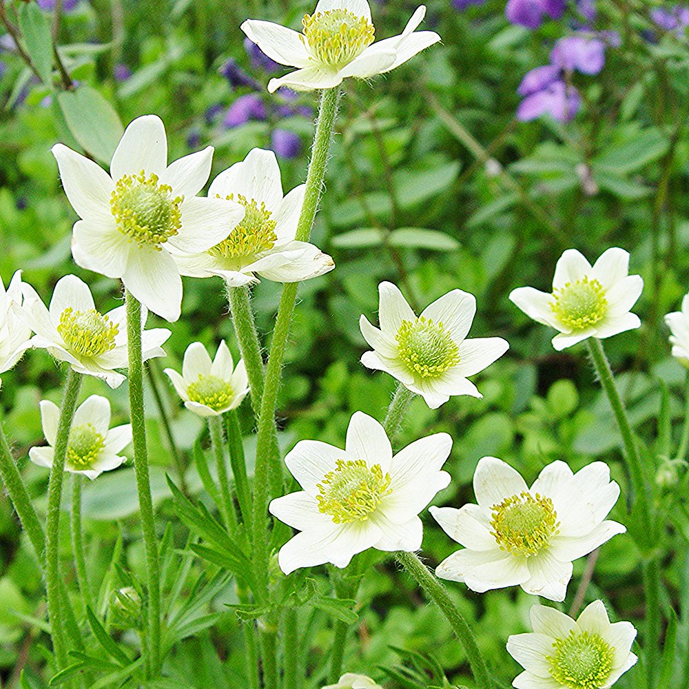 Lõhislehine ülane 'Annabella White' (6 tk) - Image 3