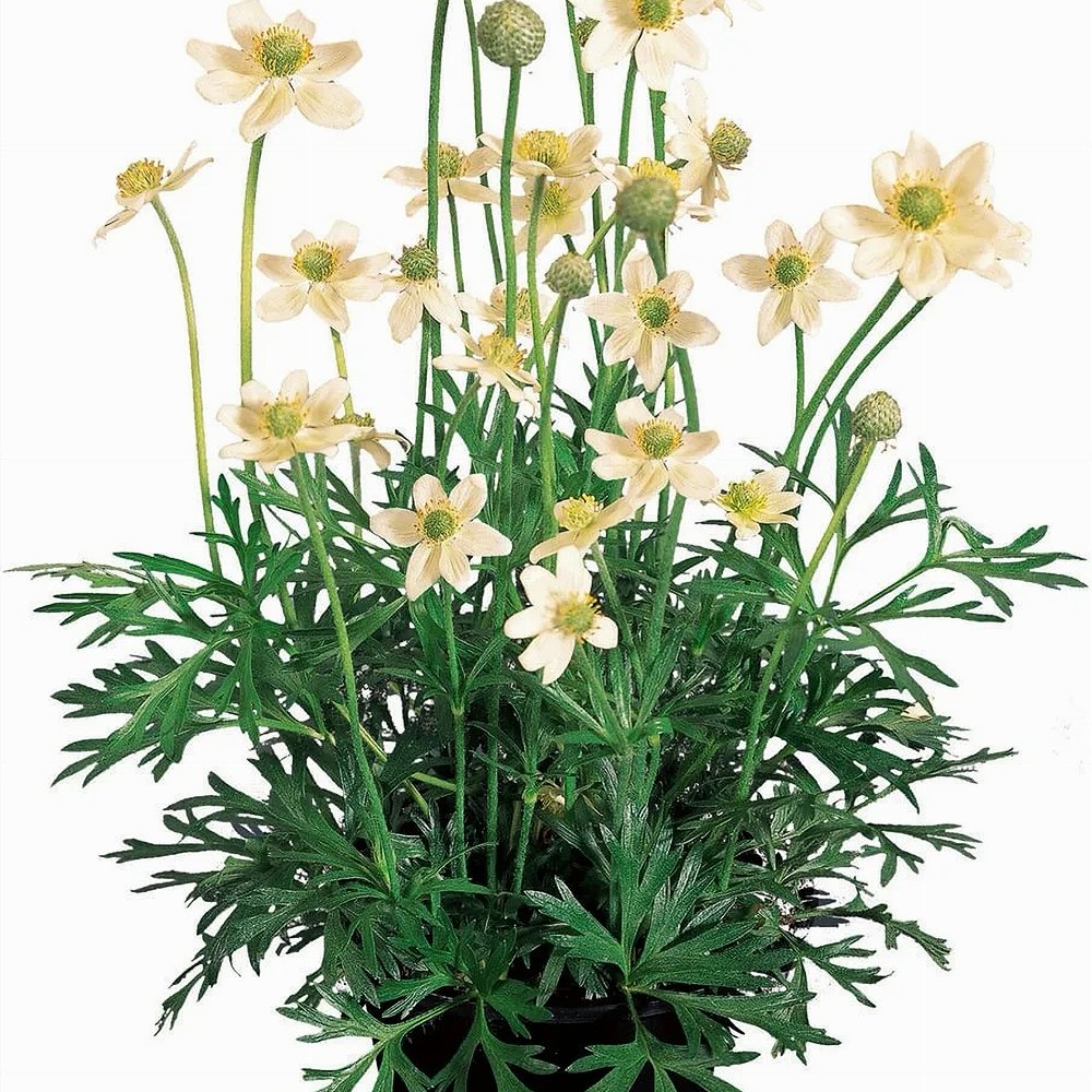 Lõhislehine ülane 'Annabella White' (6 tk) - Image 4