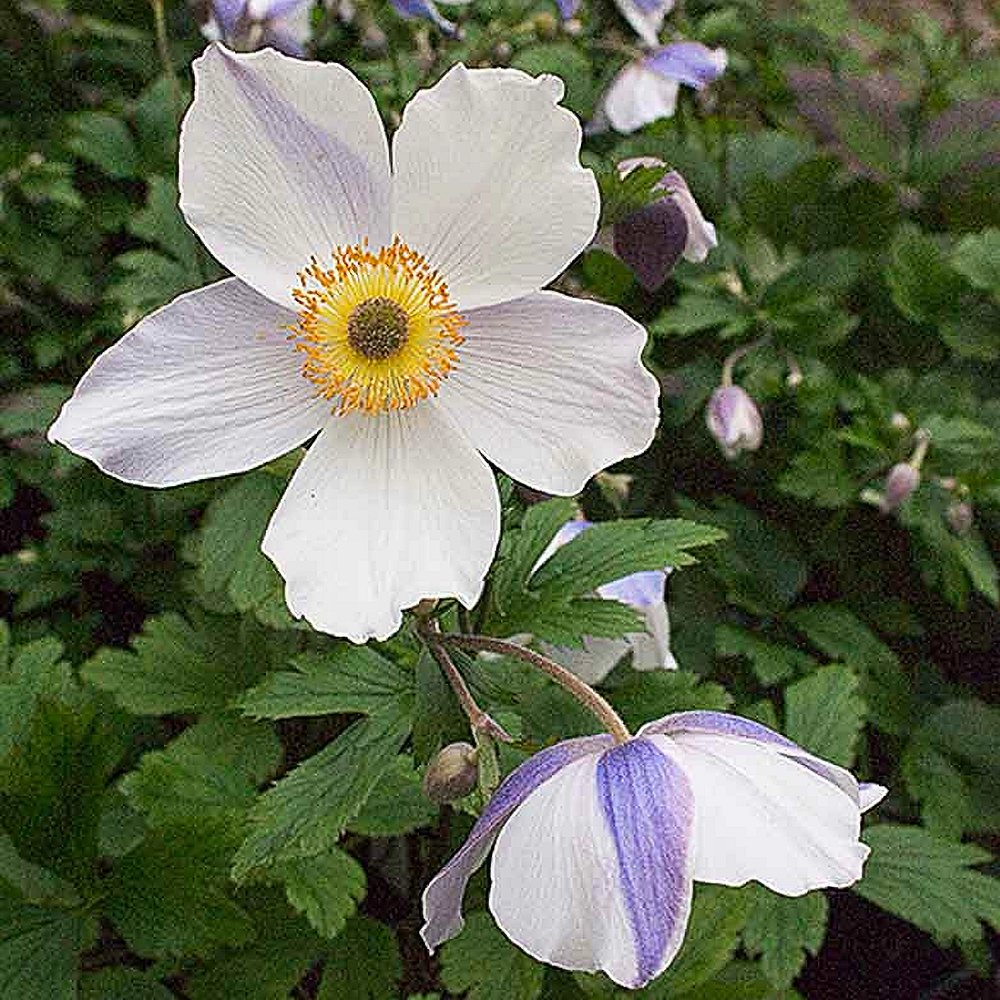 Kaljuülane 'Wild Swan' (6 tk) - Image 4