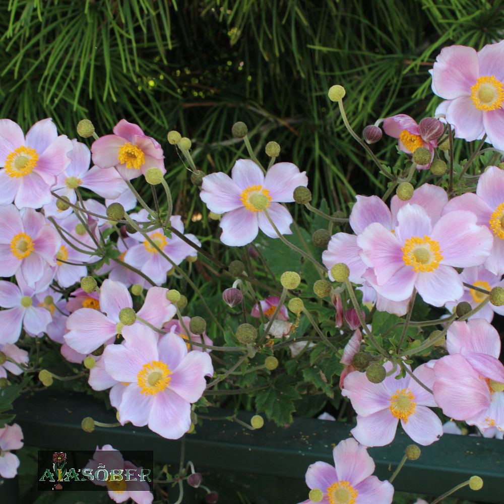 Viltjas ülane 'Robustissima' (6 tk) - Image 2