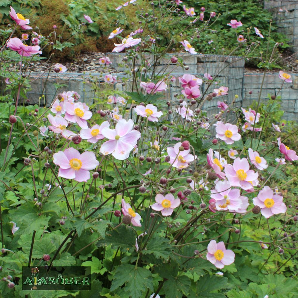 Viltjas ülane 'Robustissima' (6 tk) - Image 3