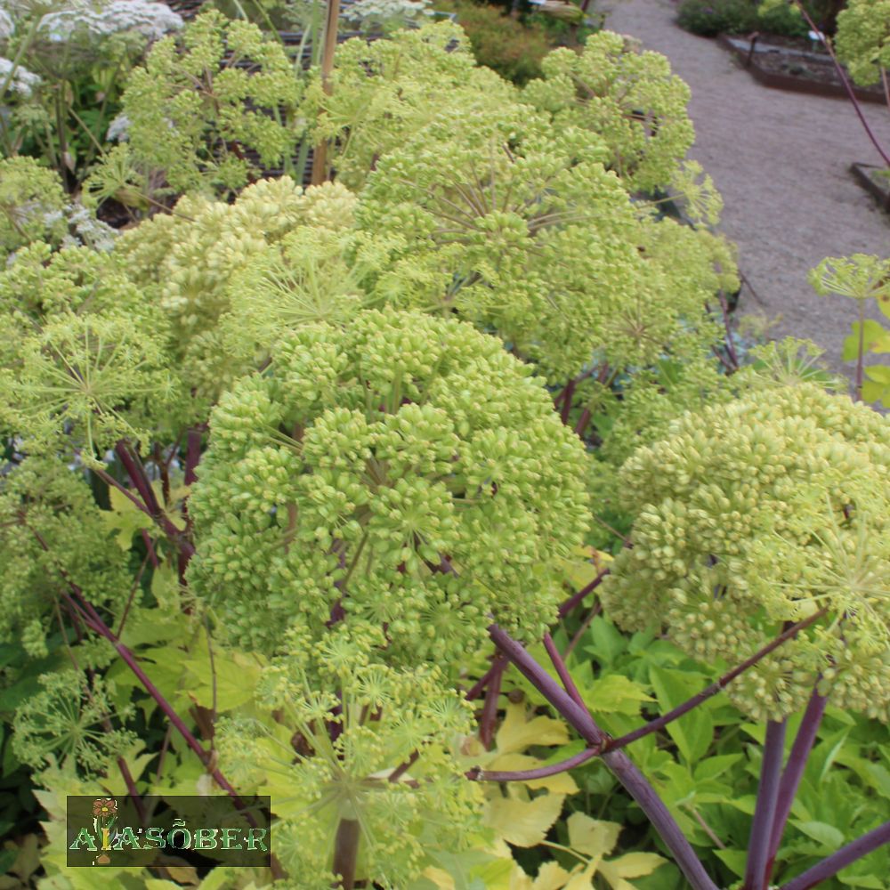 Harilik kikkaputk (6 tk) - Image 3