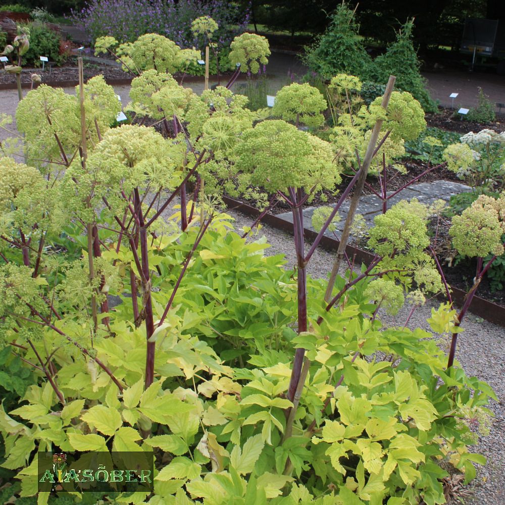 Harilik kikkaputk (6 tk) - Image 4