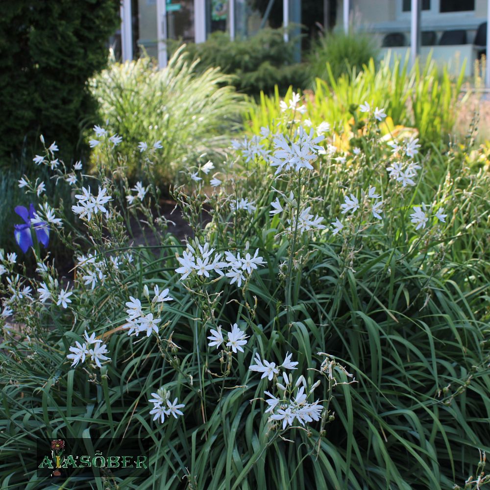 Harilik orasliilia (6 tk) - Image 3