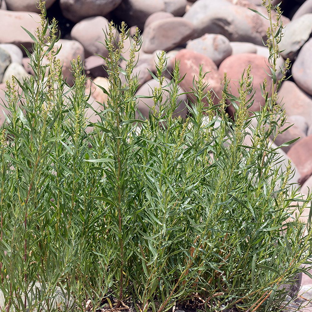 Estragon (estragonpuju) 'Senior' (6 tk) - Image 3