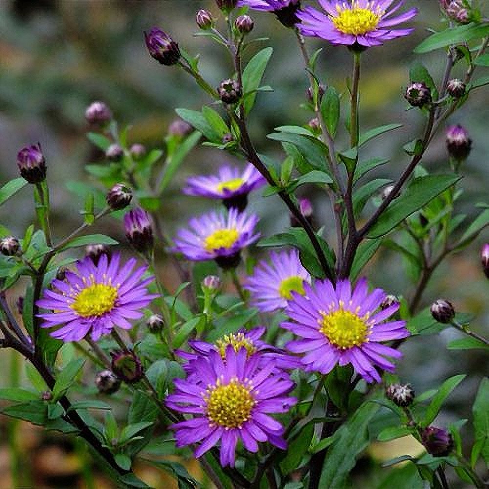 Päsmasaster 'Ezo Murasaki' (6 tk) - Image 2