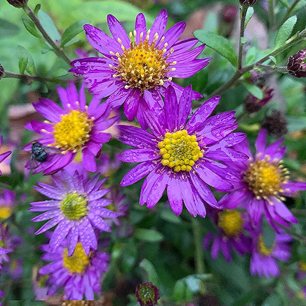 Päsmasaster 'Ezo Murasaki' (6 tk) - Image 4