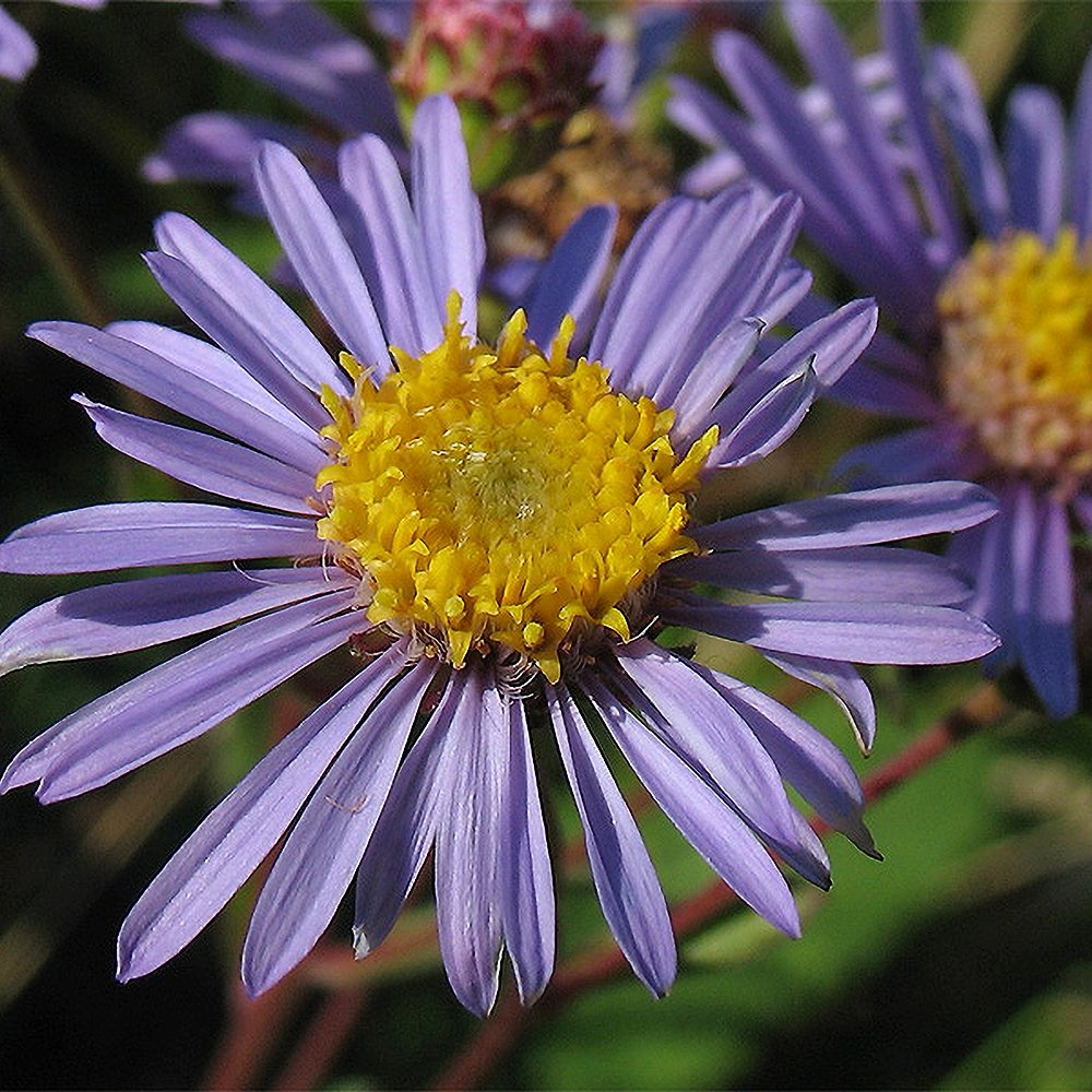 Amellaster 'King George' (6 tk) - Image 2