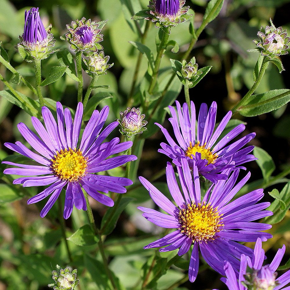 Amellaster 'King George' (6 tk) - Image 3